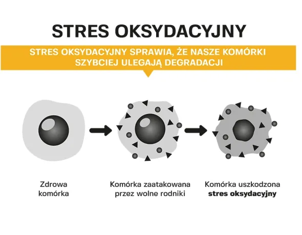 ISOSTAR Koncentrat 400 g + nowmax® Isotonic Drink 25 g + 2x ISOSTAR Baton Wysokobiałkowy 30% 55 g