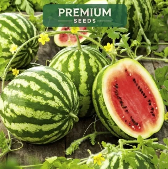 PREMIUM SEEDS Arbuz Crimson Sweet Nasiona 1 g