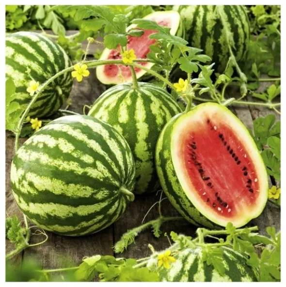 PREMIUM SEEDS Arbuz Crimson Sweet Nasiona 1 g