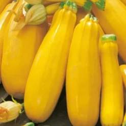 PREMIUM SEEDS Cukinia Goldena Nasiona 3 g