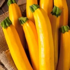 PREMIUM SEEDS Cukinia Goldena Nasiona 3 g
