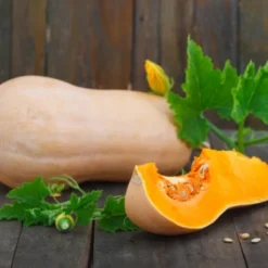 PREMIUM SEEDS Dynia Piżmowa Waltham Butternut Nasiona 3 g
