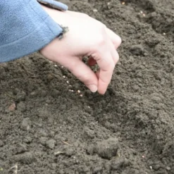 PREMIUM SEEDS Dynia Piżmowa Waltham Butternut Nasiona 3 g