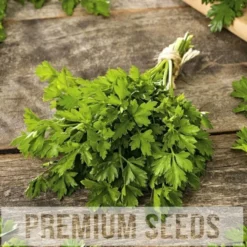 PREMIUM SEEDS Pietruszka Naciowa Gigante D'Italia Nasiona 2 g